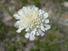 Scabiosa bipinnata