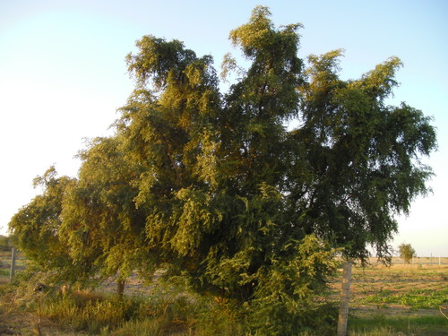 Bauhinia rufescens, photograph 6