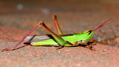 Orthochtha dasycnemis