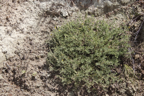 Image of Melolobium obcordatum by (c) Tony Rebelo, some rights reserved (CC BY-SA)