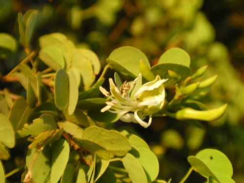 Image of Bauhinia rufescens by (c) Denis Bastianelli, some rights reserved (CC BY)