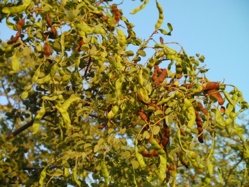 Bauhinia rufescens, photograph 5