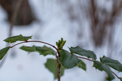 Berberis aquifolium