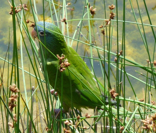 Blue-crowned Parakeet
