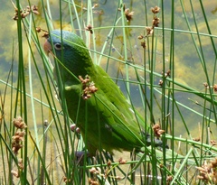 Blue-Crowned Parakeet photo 5