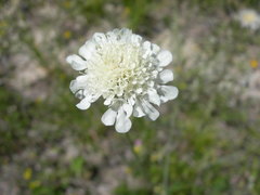 Scabiosa bipinnata