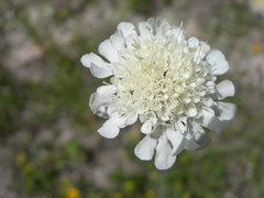 Scabiosa bipinnata