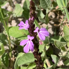 Striga gesnerioides image