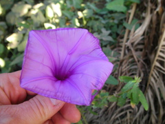 Ipomoea