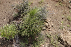 Jamesbrittenia breviflora