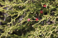 Jamesbrittenia breviflora