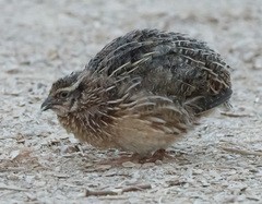 Coturnix japonica