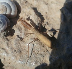 Miomantis paykullii