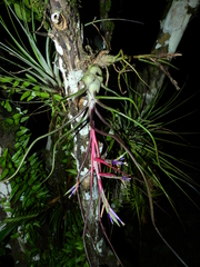 Tillandsia bulbosa