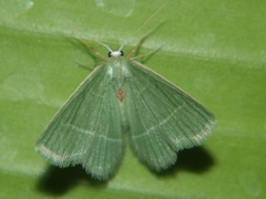 Microloxia ruficornis