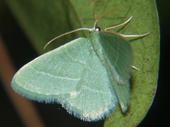Microloxia ruficornis