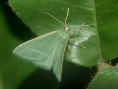 Microloxia ruficornis