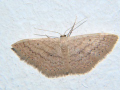 Scopula adelpharia