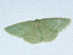 Microloxia ruficornis