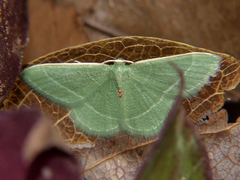 Microloxia ruficornis