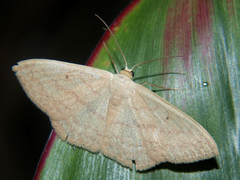 Scopula internataria