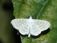 Scopula sincera
