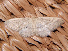 Scopula adelpharia