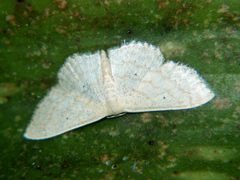 Scopula lactaria