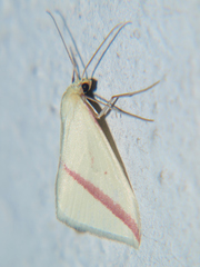 Rhodometra sacraria