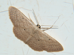 Scopula adelpharia