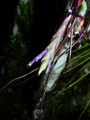 Tillandsia bulbosa