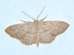 Scopula adelpharia