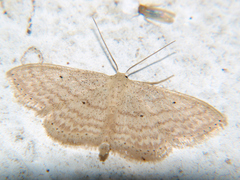 Scopula adelpharia