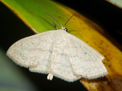 Scopula internataria
