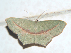 Traminda vividaria
