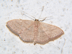 Scopula adelpharia