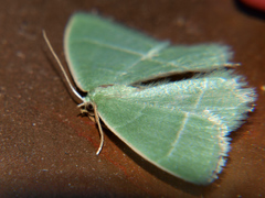 Microloxia ruficornis