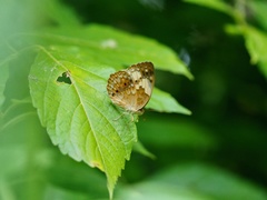 Cupha erymanthis lotis