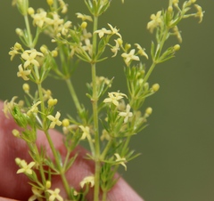 Galium capense