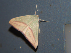 Chlorerythra rubriplaga