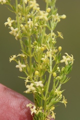 Galium capense