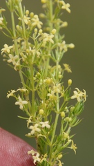 Galium capense