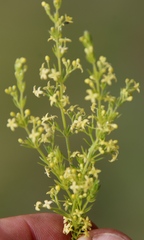 Galium capense