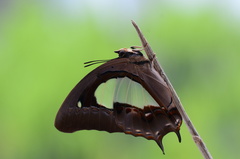 Polyura hebe plautus