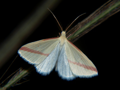 Rhodometra sacraria