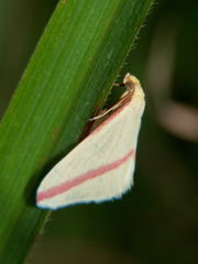 Rhodometra sacraria