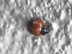 Exochomus childreni