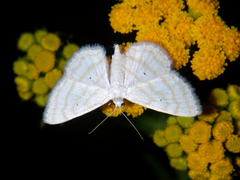 Scopula sincera