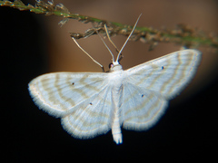 Scopula sincera
