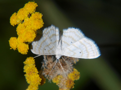 Scopula sincera